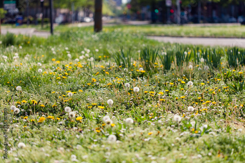 Green field of white and yellow dandelions