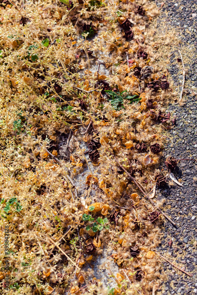 open dry cones of cypress on the ground open dry cones of cypress on the ground