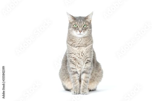 Adult grey tabby cat sitting isolated on white background