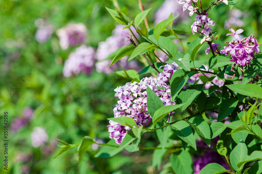 Lilac violet in blossom, lilac bush at springtime Lilac violet in blossom, lilac bush at springtime