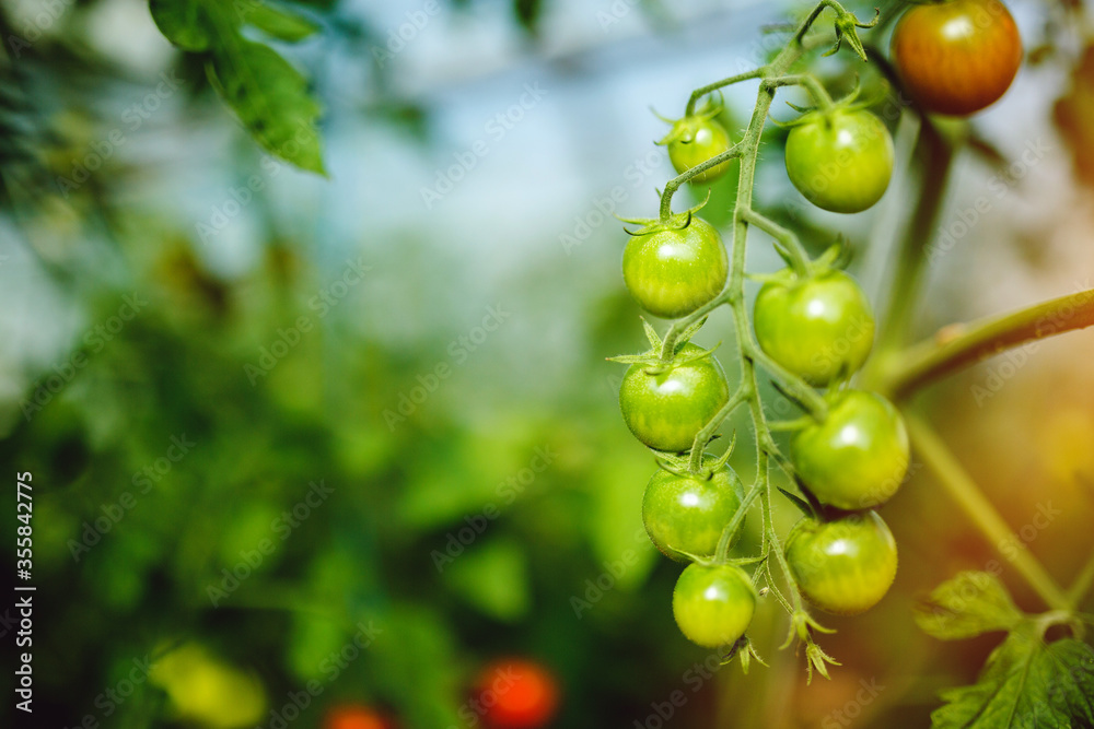 Organic red ripe tomatoes grown in a greenhouse Organic red ripe tomatoes grown in a greenhouse