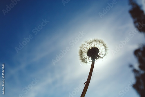 Close up shot of white fluffy dandelion