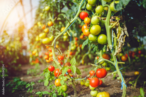 Organic red ripe tomatoes grown in a greenhouse