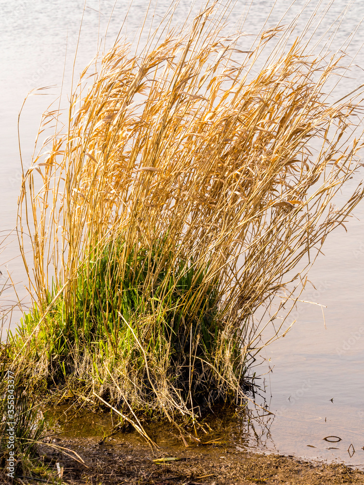 Fototapeta premium Golden reeds and grasses on the edge of Pickmere lake in spring sunshine, Pickmere, Knutsford, Cheshire, UK