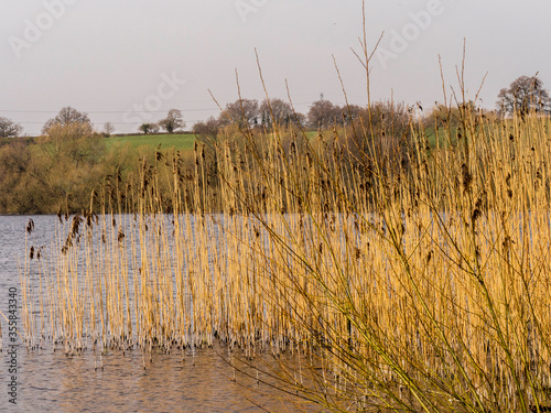 Golden reeds and grasses on the edge of Pickmere lake in spring sunshine, Pickmere, Knutsford, Cheshire, UK photo