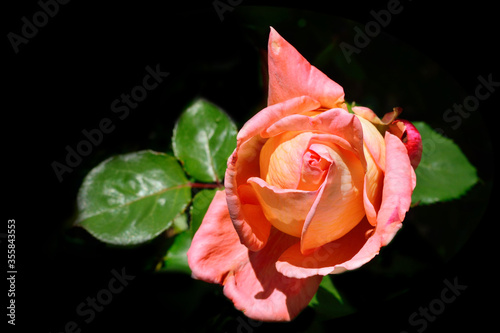 Top view of a pink and orange rose bud. Isolated on black