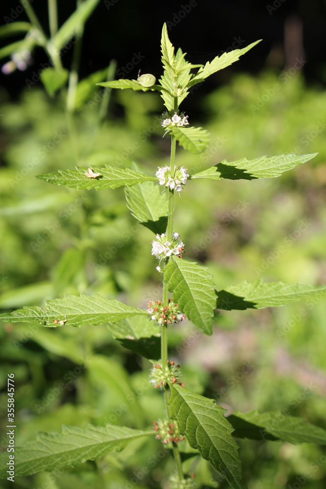 Flowering European bugleweed or Lycopus europaeus Flowering European bugleweed or Lycopus europaeus