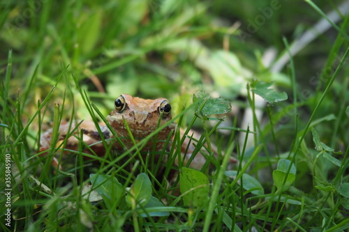 Curious Moor frog (Rana arvalis) hiding in the grass and looking towards camera with sunlight just behind her. © Nejc
