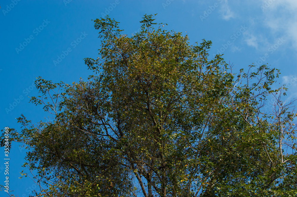 Obraz premium landscape