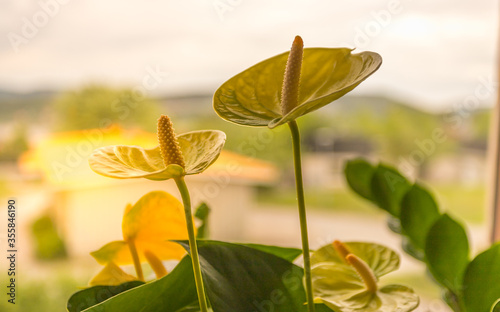 Spring flowers are growing with yellow, orange and green leaves.