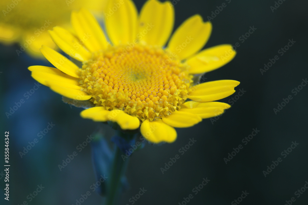 Blume Blume