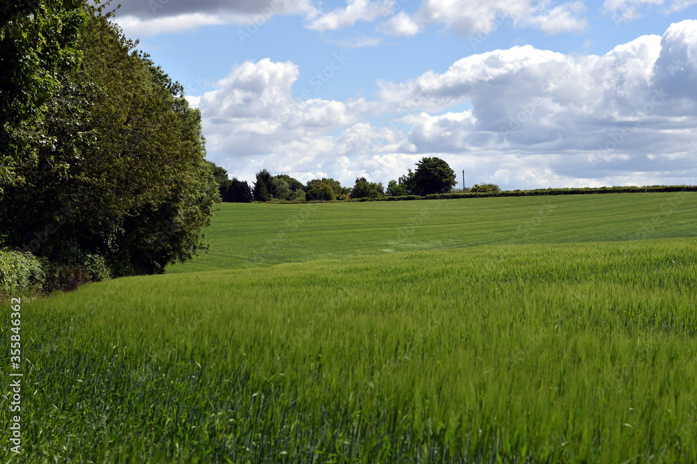 Obraz premium Green Wheat field
