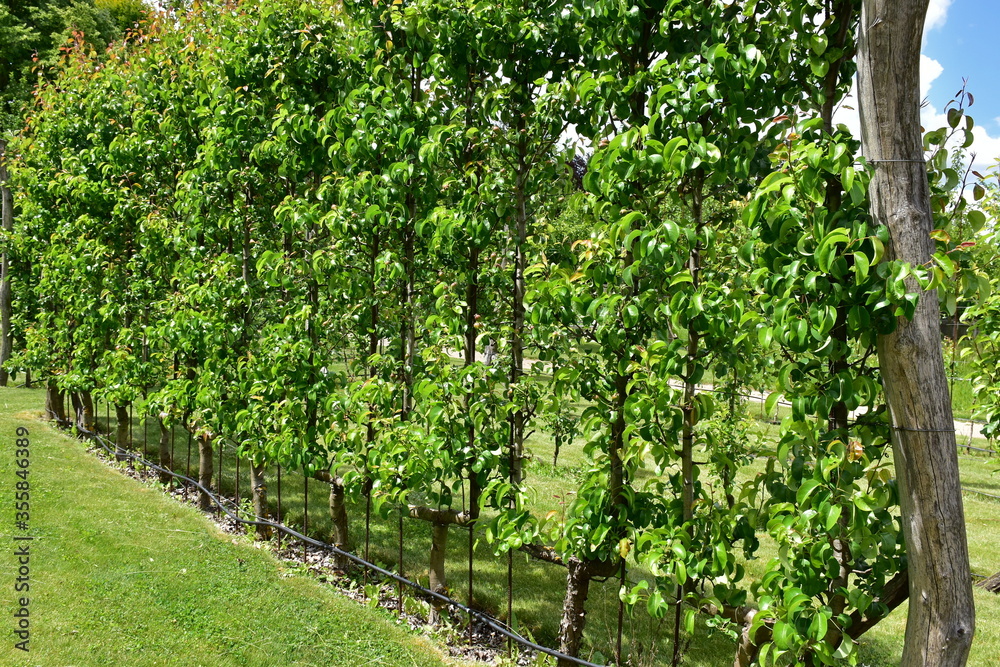 orchard of formed  apple tree