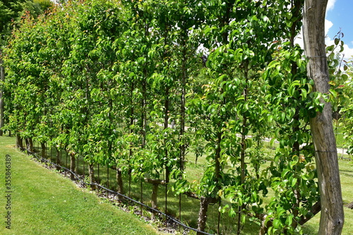 orchard of formed  apple tree