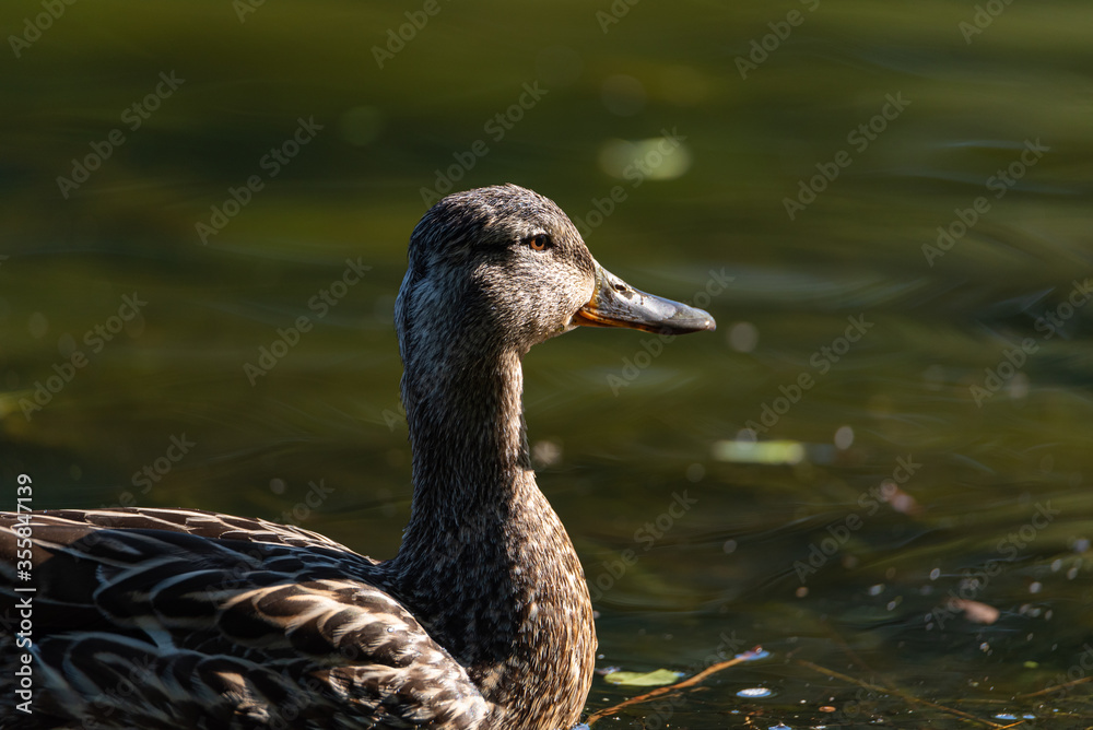 A female Mallard dabbling duck, Anas platyrhynchos closeup and in profile, with a bokeh background. A female Mallard dabbling duck, Anas platyrhynchos closeup and in profile, with a bokeh background.