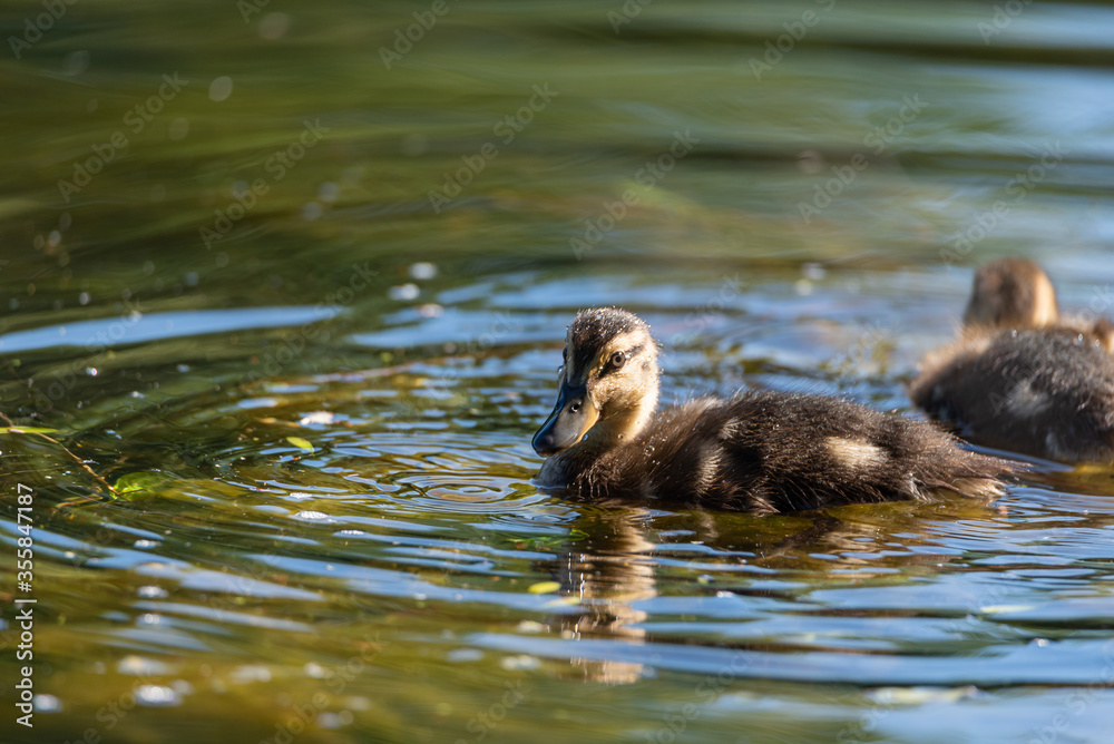 A young Mallard dabbling duck duckilng, Anas platyrhynchos closeup and in profile, with a bokeh background. A young Mallard dabbling duck duckilng, Anas platyrhynchos closeup and in profile, with a bokeh background.
