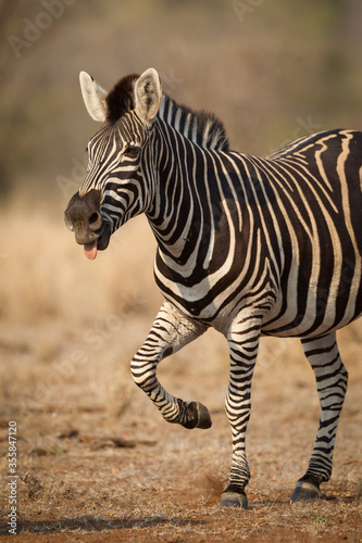 Vertical half body portrait of a happy zebra with tongue out Kruger National Park South Africa