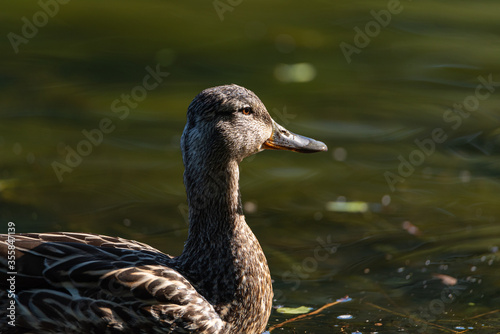 A female Mallard dabbling duck  Anas platyrhynchos closeup and in profile  with a bokeh background.