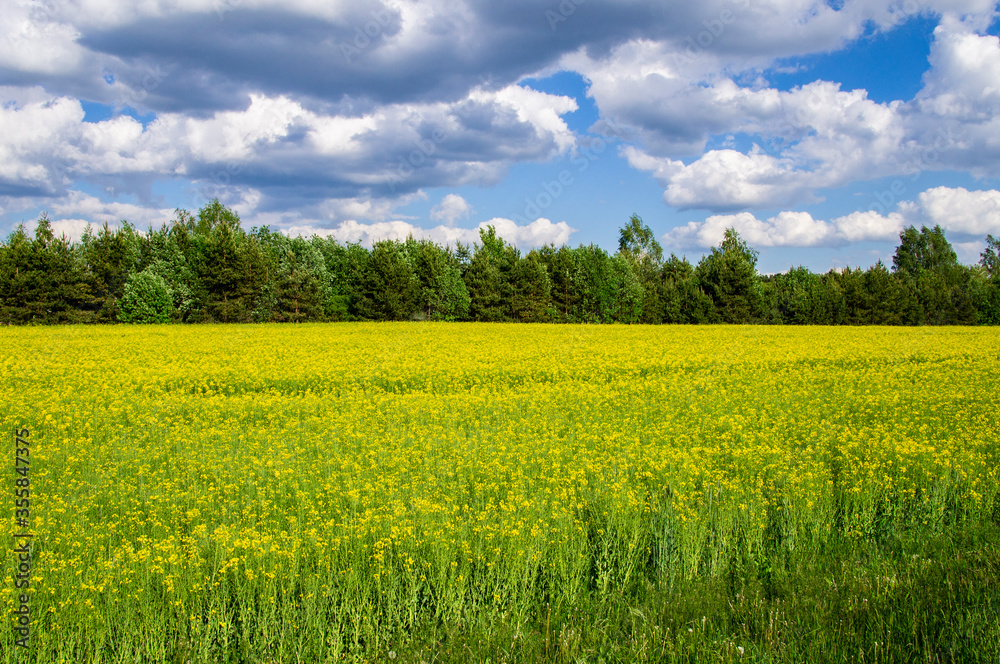 Obraz premium Yellow rapeseed agricultural field in summer with blue sky