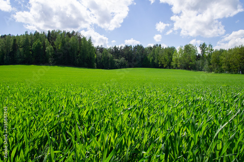 Agricultural field landscape of green grass in summer with blue sky