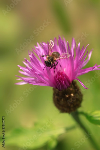 Bee flying over flower © olena