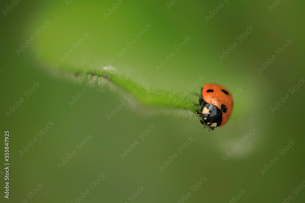 Fototapeta premium Red ladybug sitting on plant