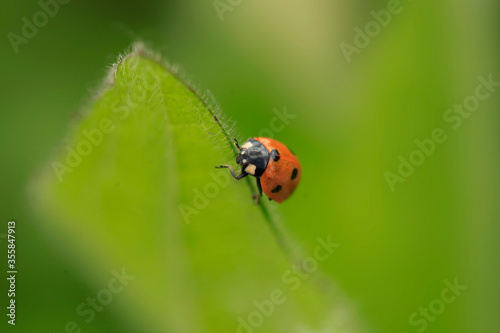 Red ladybug sitting on plant © olena