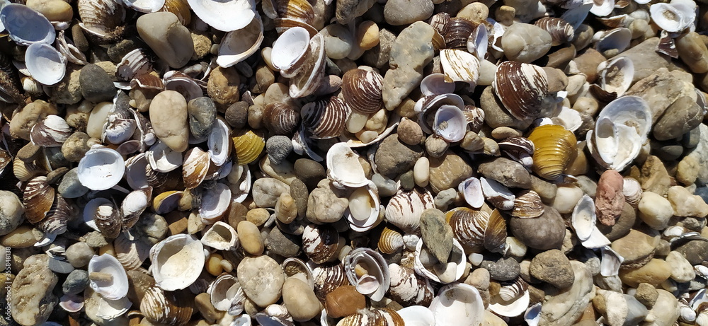 Pile of shells on the seashore on a sunny day. Place for text