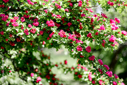 Spring time. Blooming decorative hawthorn with pink small flowers.