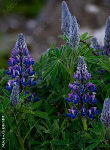 The beautiful alaskan lupine in Iceland. The plant has been seeded over large areas to restore vegetation cover. 