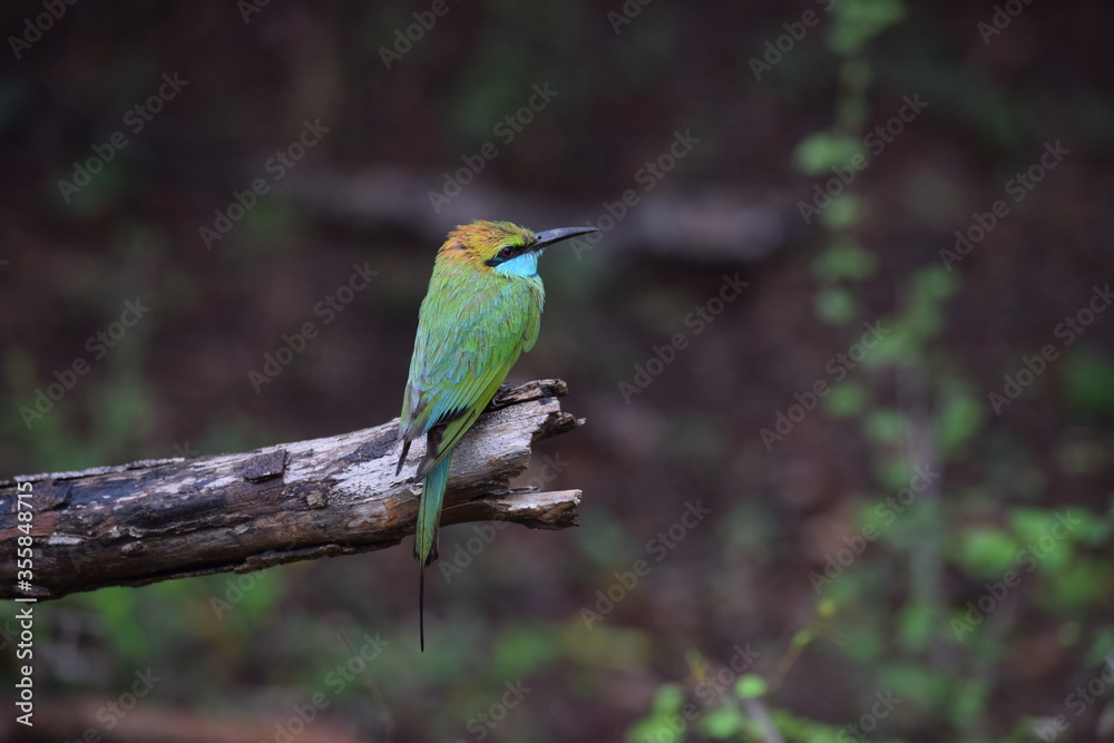 Fototapeta premium bird on the branch sri lanka