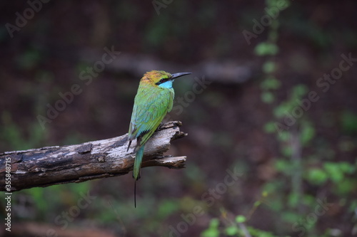bird on the branch sri lanka