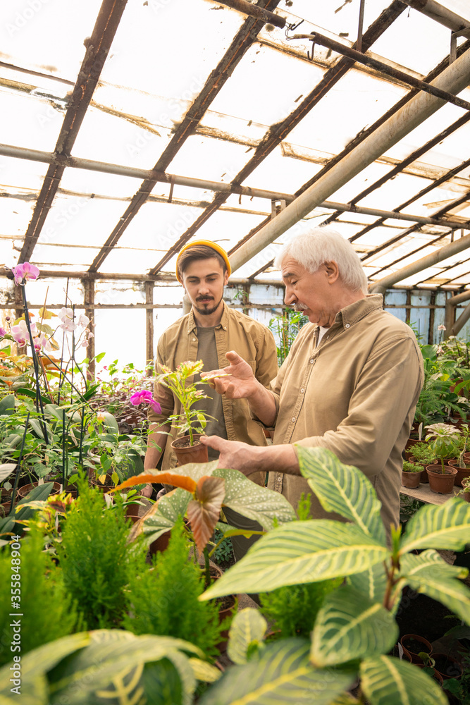 Obraz premium Senior man showing leaves of sickly plants and explaining young worker how to spray leaves from pesticides