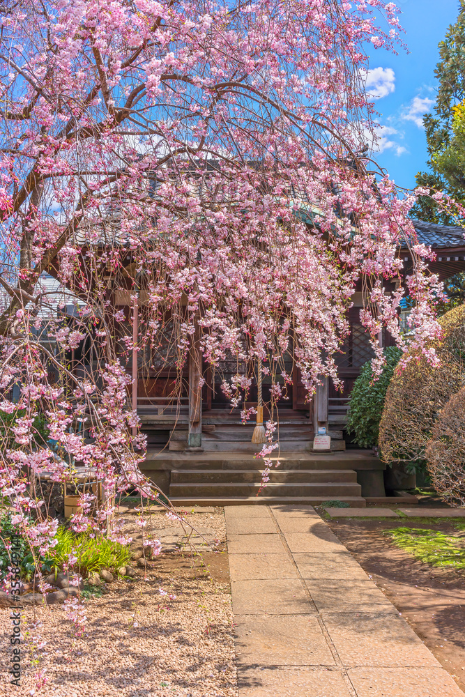 Japanese pink sakura cherry blossoms weeping tree in front of the Bishamon Hall dedicated to one of the seven lucky gods Shichifukujin in the Tennō-ji temple of Yanaka.