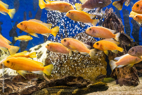 Aquarium with cichlids fish from lake malawi photo