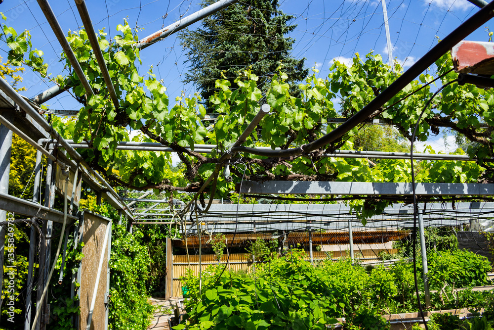 Grapevine growing in a old damaged abandoned greenhouse Grapevine growing in a old damaged abandoned greenhouse
