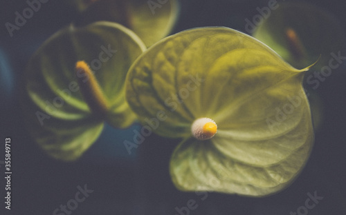 Flowers in yellow and orange colors.