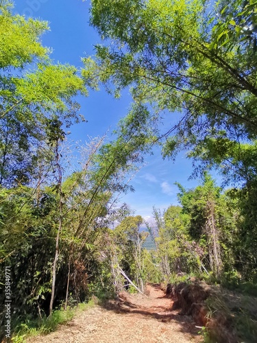 Beautiful green forest and blue sky above during a trekking in Tambunan, Sabah. Malaysia, Borneo. The Land Below The Wind.