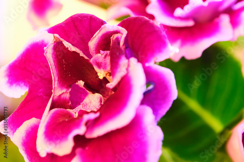 Pot plants, indoor plants, tropical plants. Several plants are located in the photograp. Use as background. close up