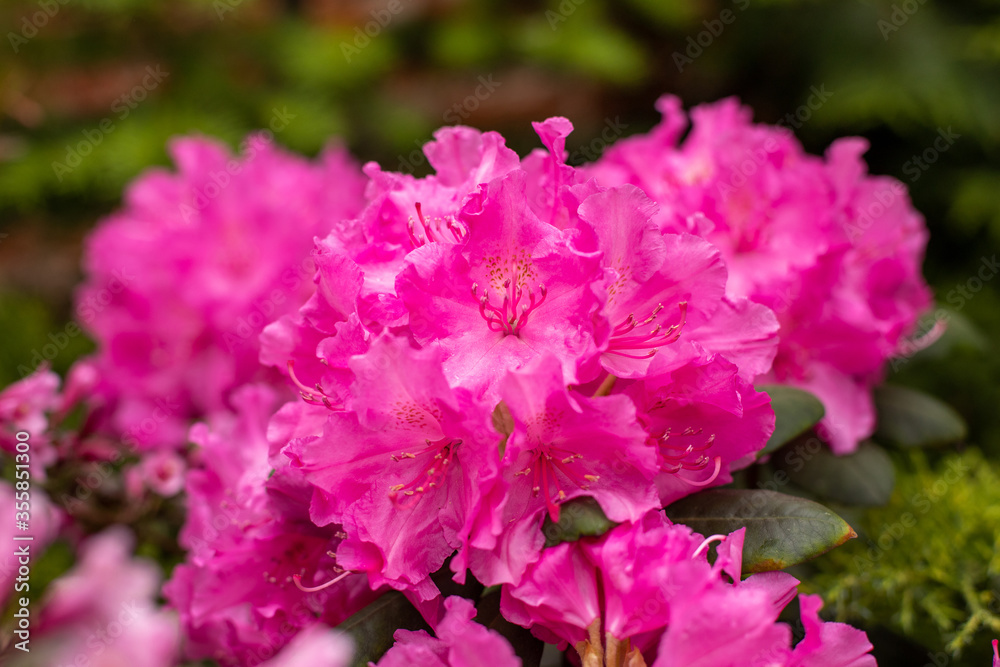 Blooming rhododendron in the May garden.