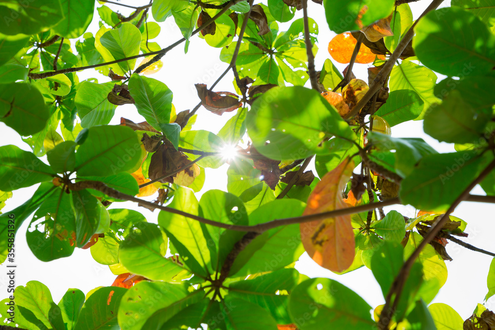 Green Leaves background