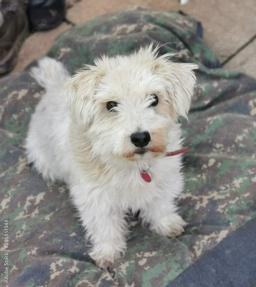 white terrier puppy white terrier puppy