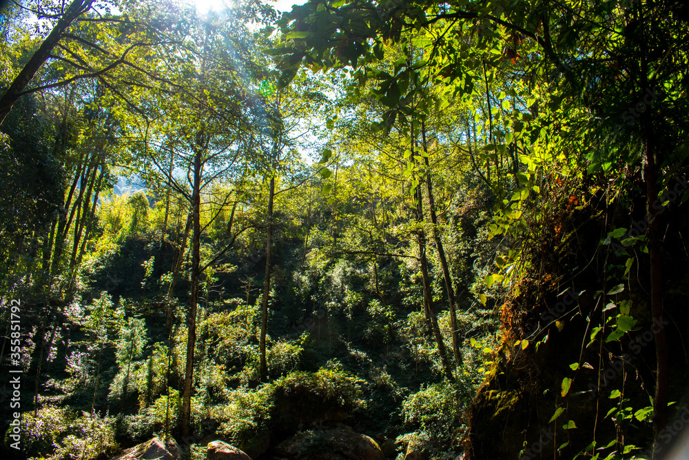 Fototapeta premium tło zielony las