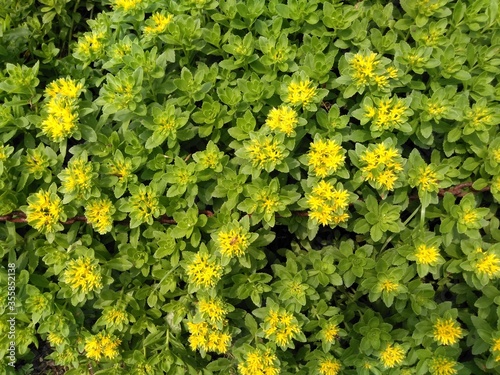 Wallpaper Mural yellow flowers background Torontodigital.ca