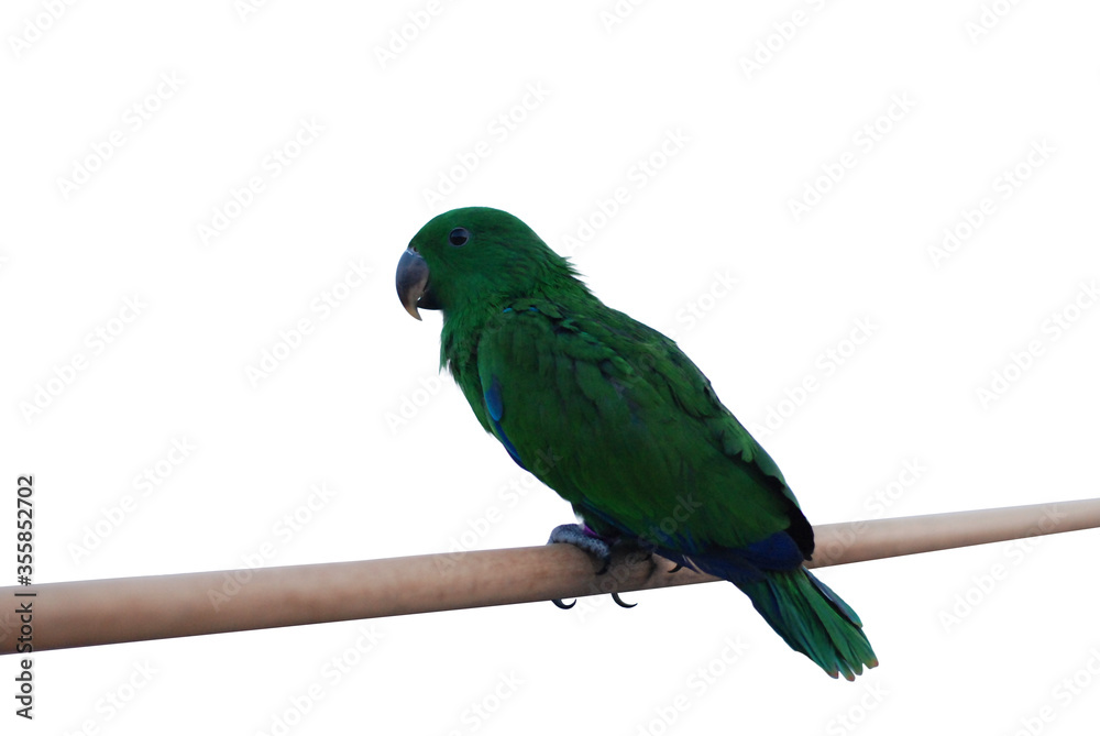 Green parrot standing on branch, isolated white background with clipping path.