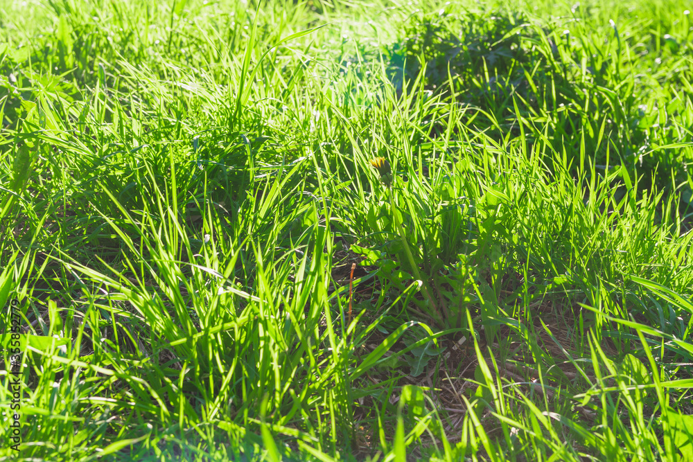 Obraz premium Green meadow in spring. Background of fresh grass. Beautiful sunlight.