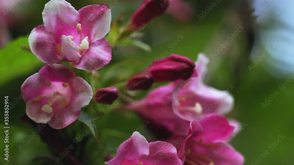 Spring border or background art with pink blossom. Beautiful nature scene with blooming tree and sun flare. Easter Sunny day. Spring flowers. Spring border or background art with pink blossom. Beautiful nature scene with blooming tree and sun flare. Easter Sunny day. Spring flowers.