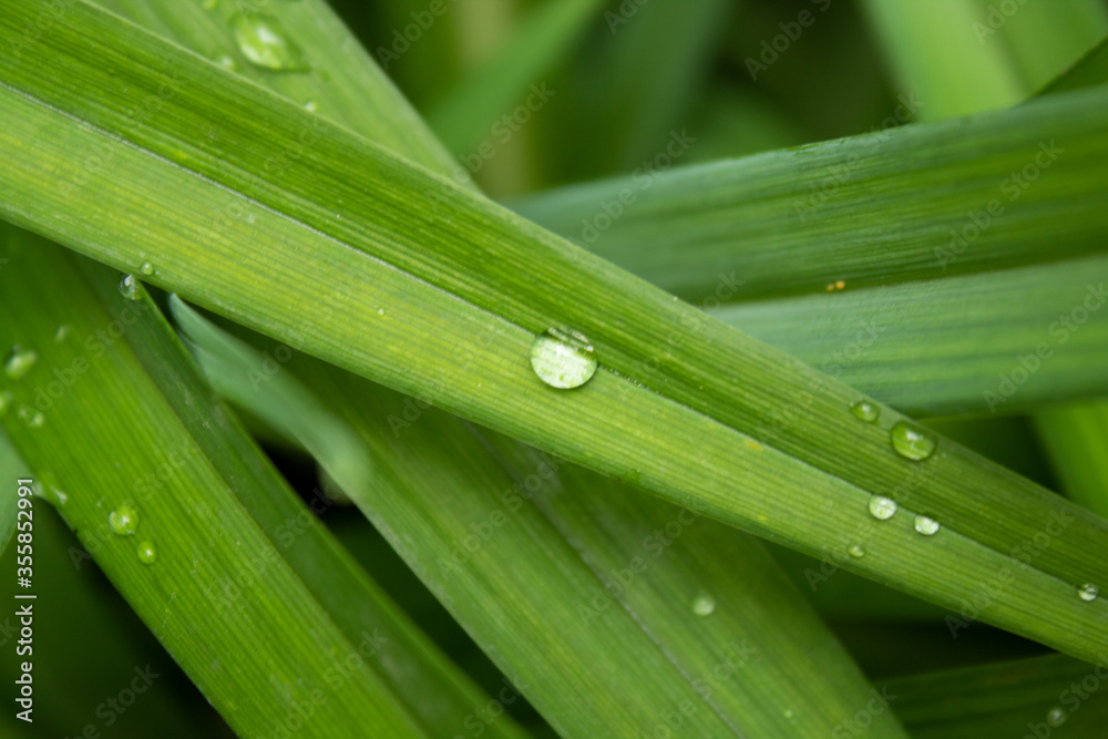 Dewdrops close up on the grass in the early morning Dewdrops close up on the grass in the early morning