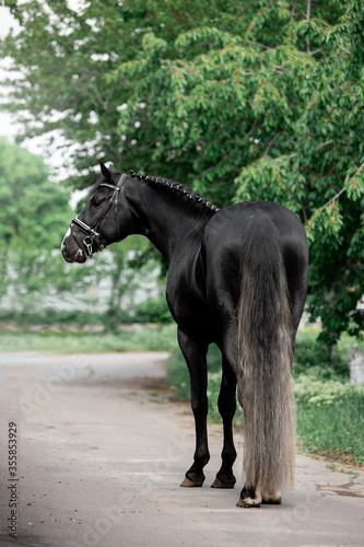 Beautiful black horse in a green garden