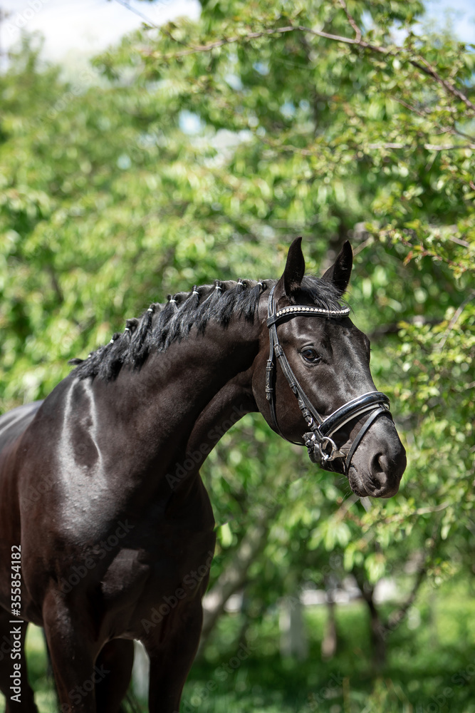 Beautiful black horse in a green garden Beautiful black horse in a green garden